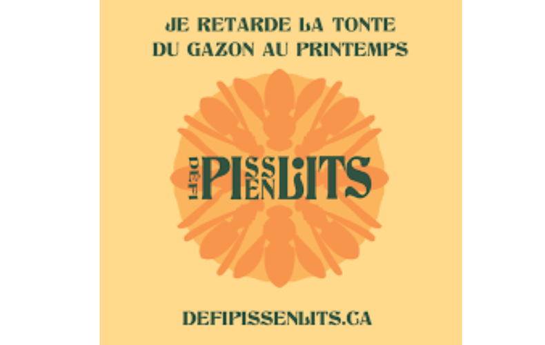 Défi pissenlits